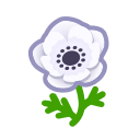 White Windflowers(10)