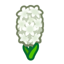 White Hyacinths(10)