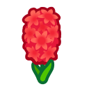 Red Hyacinths(10)