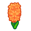 Orange Hyacinths(10)
