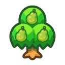 Pear Tree