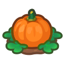 Orange-Pumpkin Plant