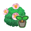 Pink-Camellia Start(10)