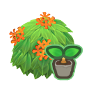 Orange-Tea-Olive Start(10)