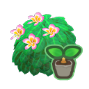 Pink-Plumeria Start(10)