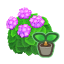 Pink-Hydrangea Start(10)